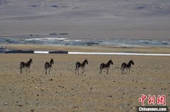 西藏羌塘草原見聞：偶遇野狼 藏羚羊、藏野驢等成群西寧水土保持編制