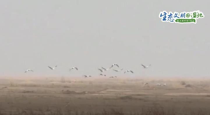 成群灰鶴盤旋起舞、休憩覓食 為黃河濕地公園增添生機青海環(huán)保公司