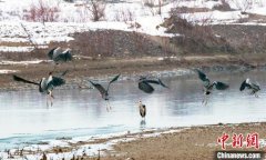 蒼鷺等鳥(niǎo)類(lèi)“嬉戲”新疆察布查爾縣濕地公園青海環(huán)保公司