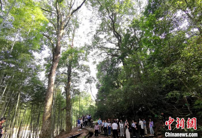 福建龍巖：“森林氧吧”引人體驗自然生態(tài)之美青海環(huán)保公司